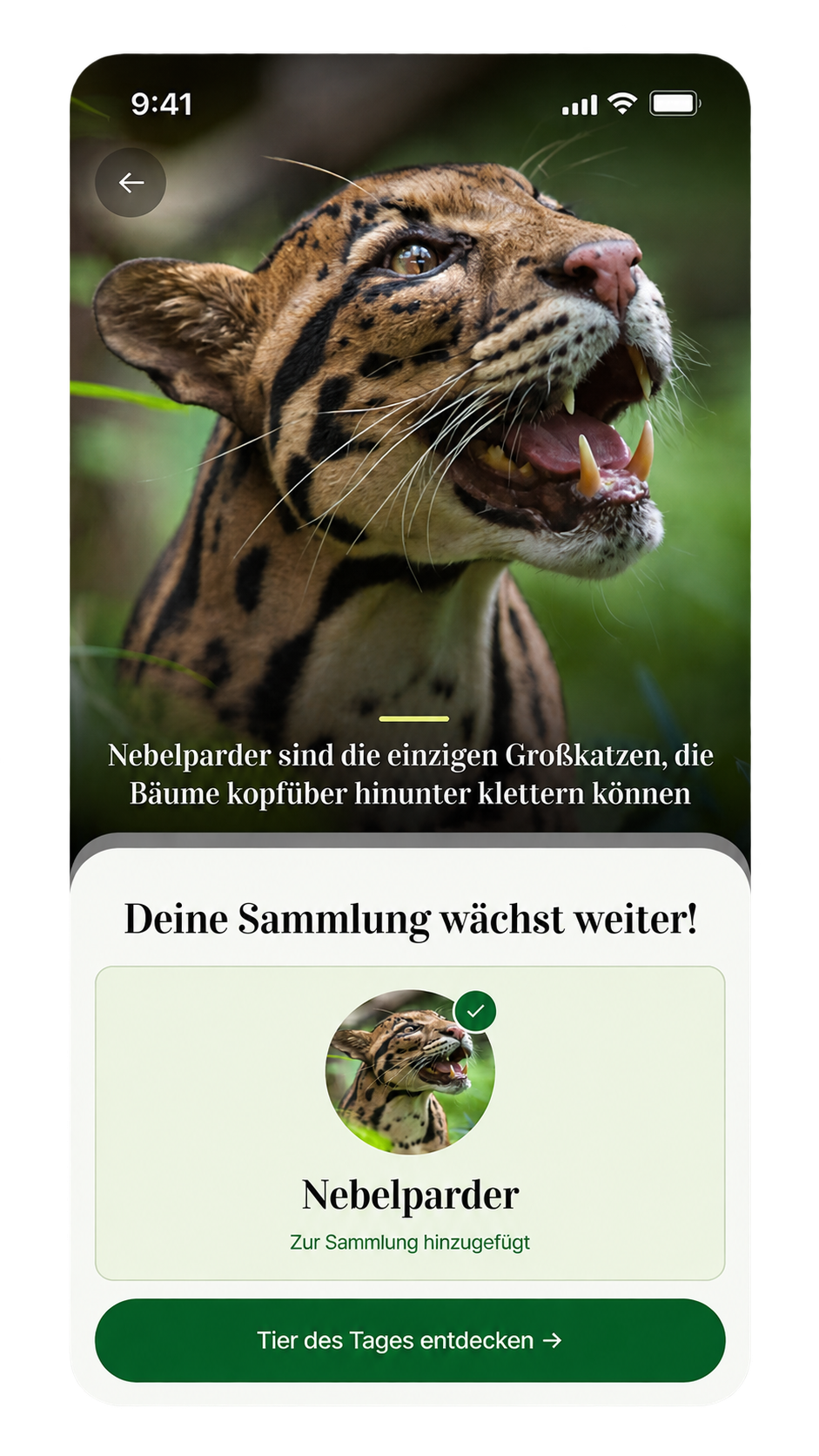 Dailyanimal Nebelparder App