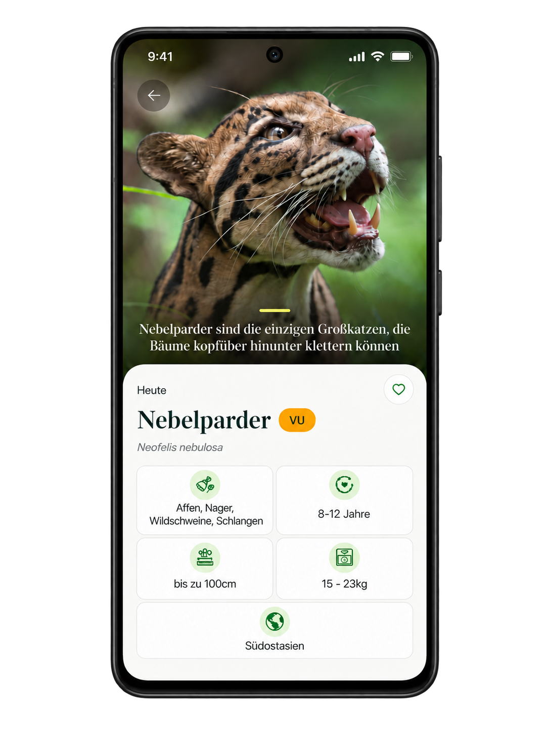 Nebelparder Steckbrief in Dailyanimal